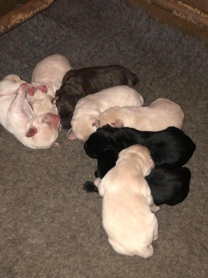 gumtree black labrador puppies